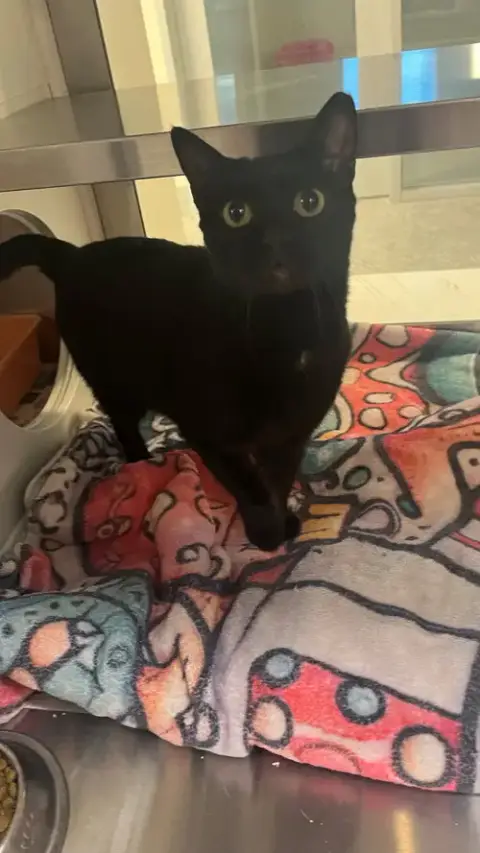 Morticia