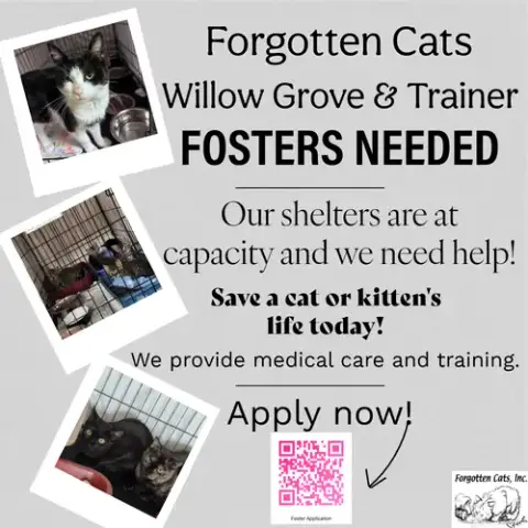 ! Fosters Needed For M/F Kittens & Adults