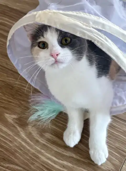 Pip