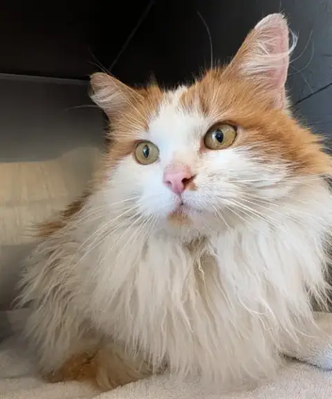 Peaches