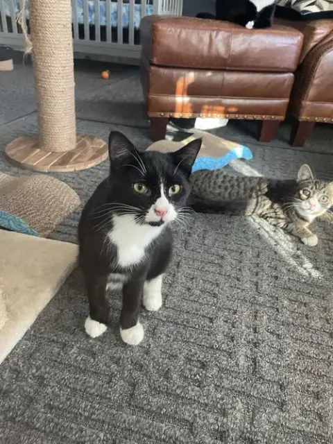 Felix photo 4