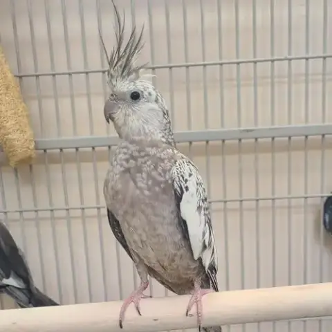Elli
