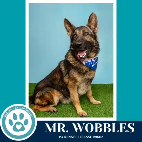 Mr. Wobbles 042526