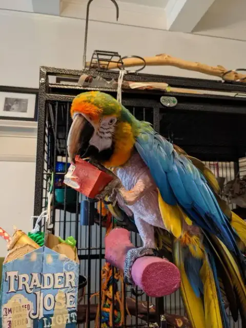 Mango