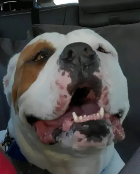 Boomer photo 3