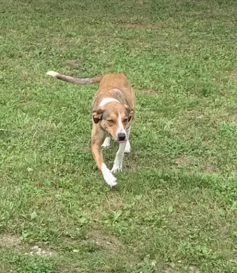 Fido