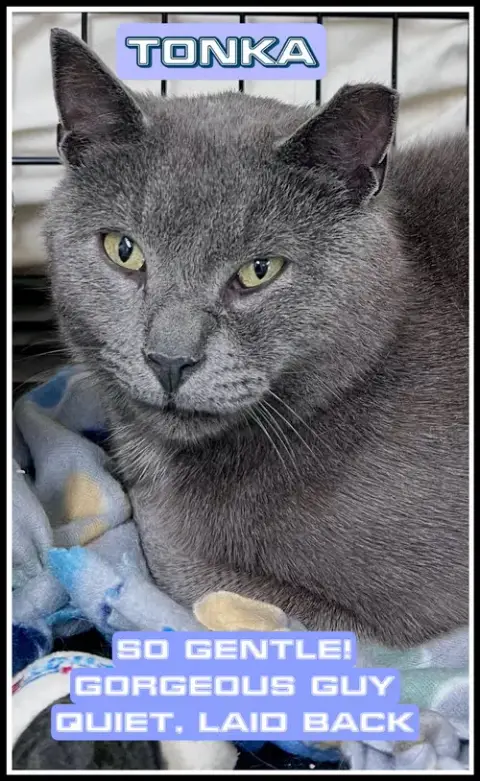 Tonka