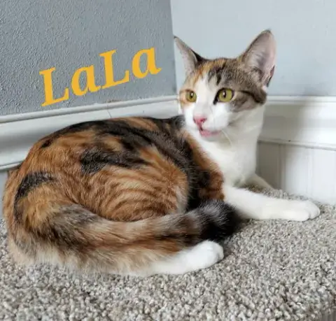 Lala photo 3