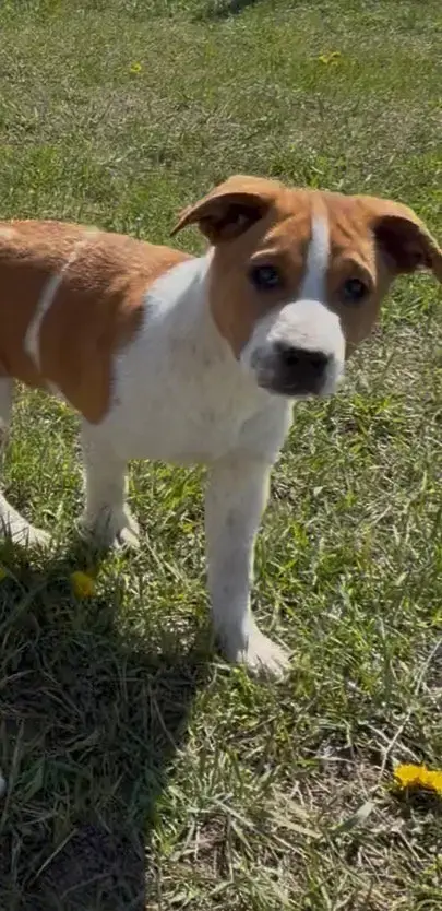 Ben