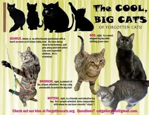 Big Cats:  11+ Pounds
