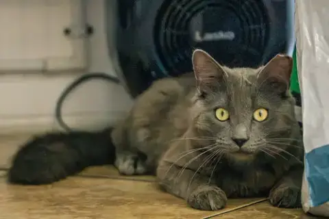 Baloo photo 4