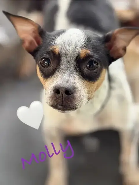 Molly