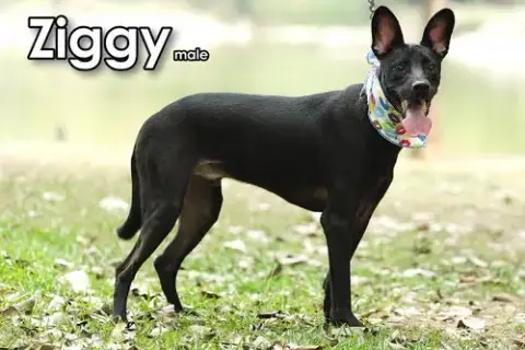 Ziggy From Taiwan photo 4