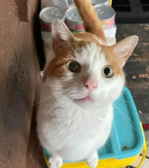 Titus