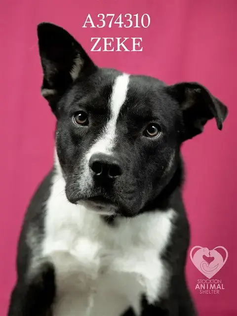 Zeke