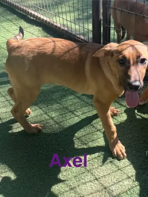 Axel photo 4