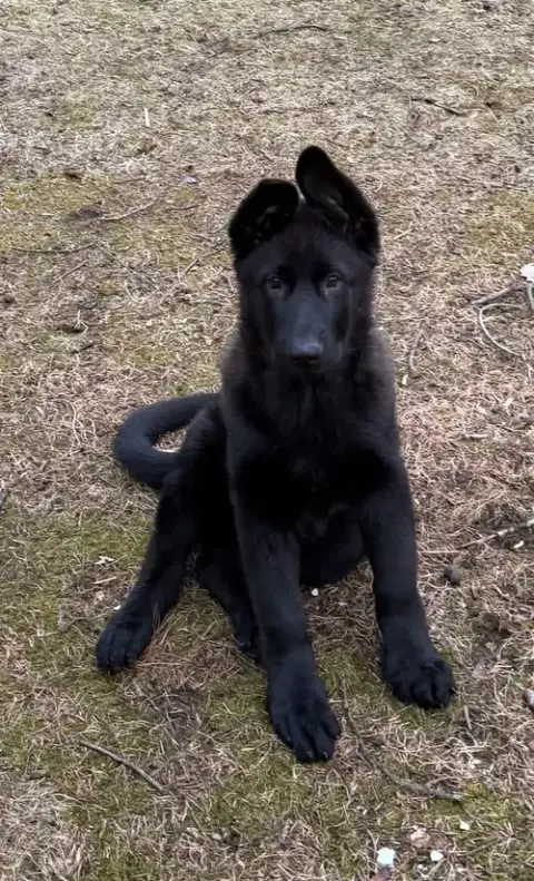 Rufus photo 2