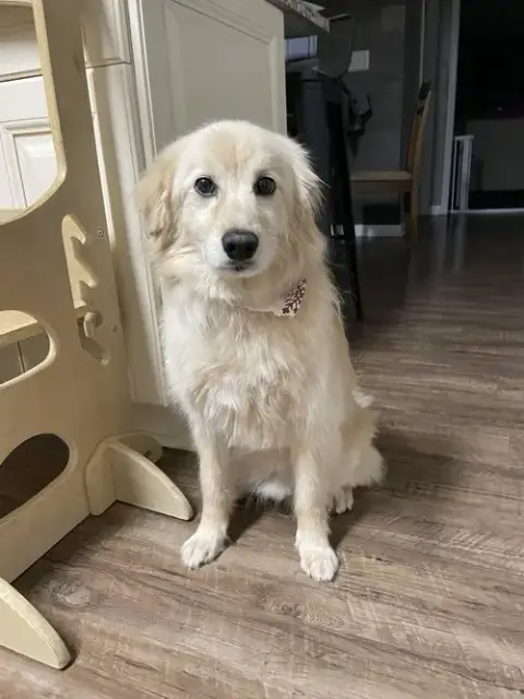 Cooper