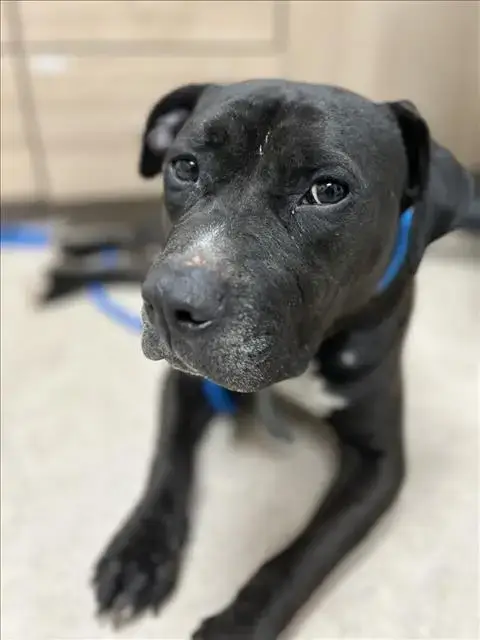 Oscar