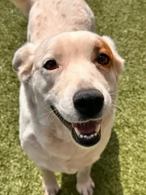 Zorra
