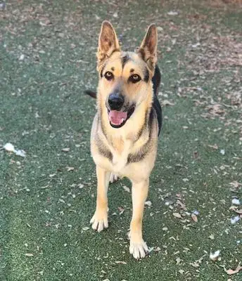 Estrella