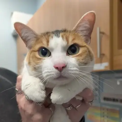 Daisy