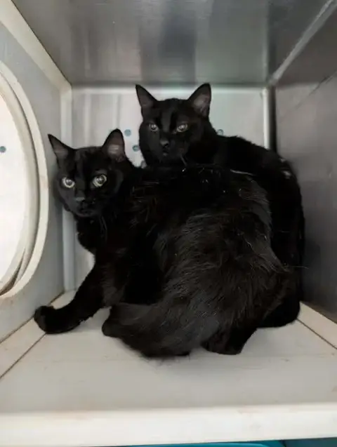 Fang: Not At Shelter