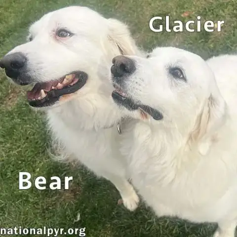 Glacier & Bear In In