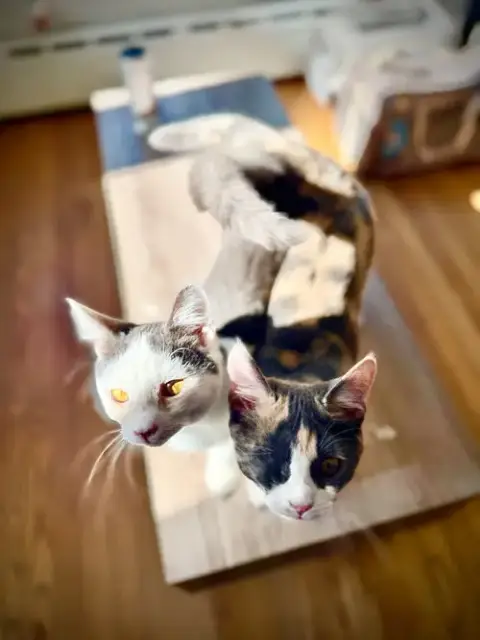 Milano & Biscotti