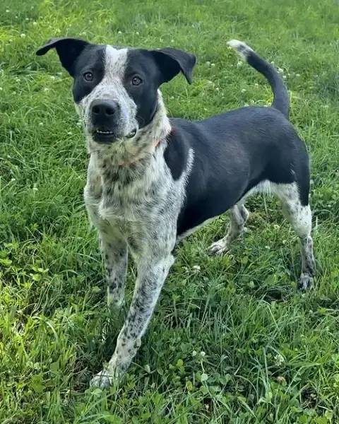 Buck
