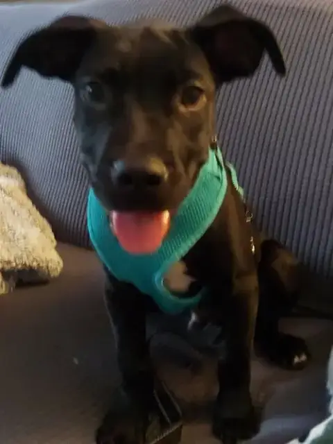 Gumbo photo 3