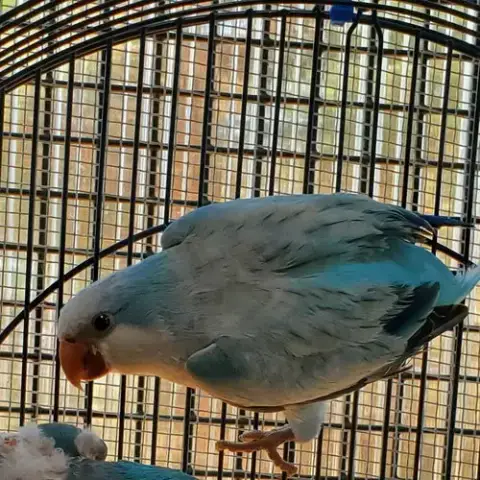 Seamus