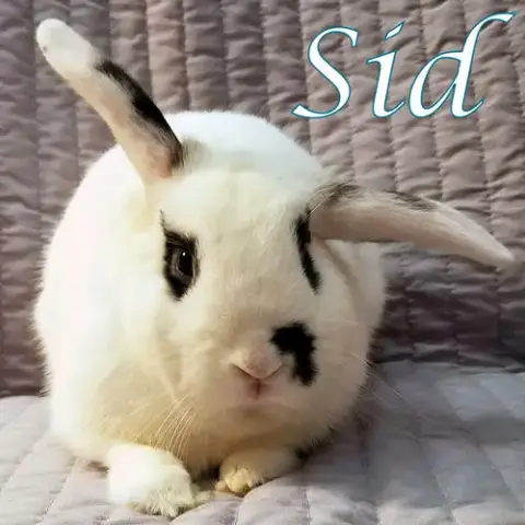 Sid