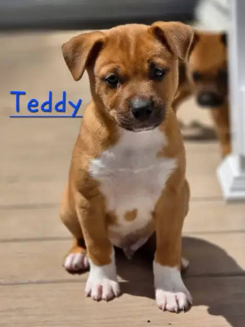 Teddy