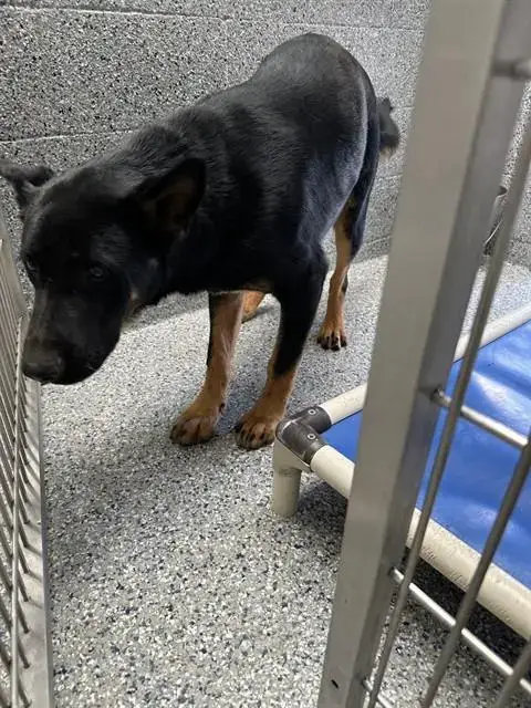 Judo