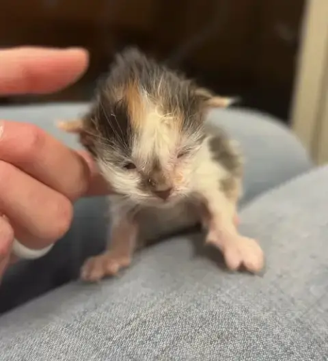 Kitten 5