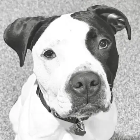 Krypto photo 5
