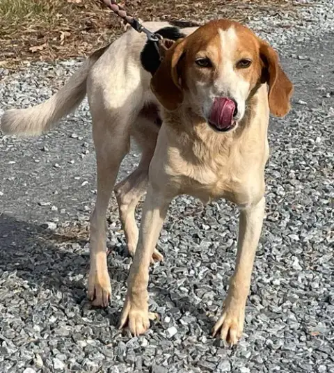 Gregory: Not At The Shelter photo 5