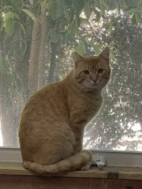Mango photo 4