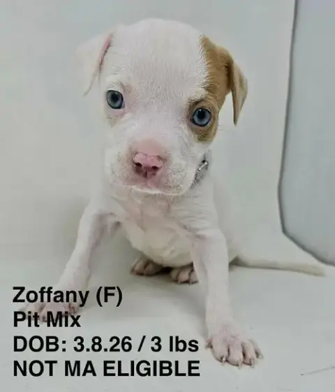 Zoffany