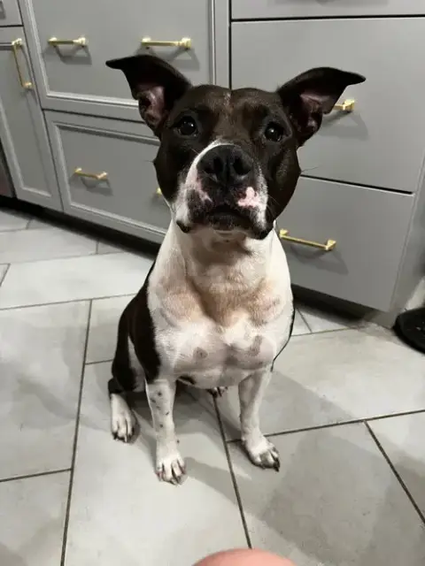 Abbie
