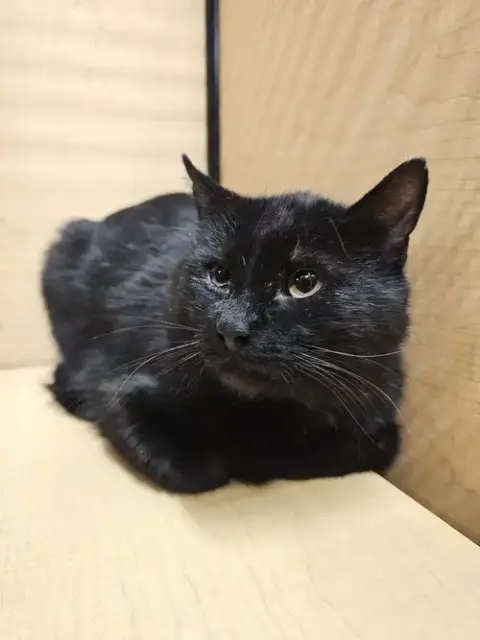 Elvis
