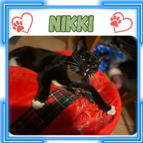 Nikki photo 2