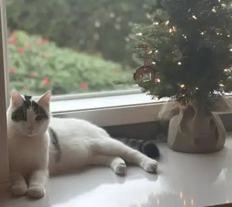 Quinn Meow