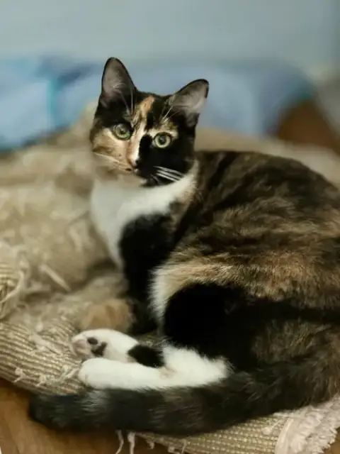 Belli