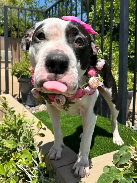 Clarabelle photo 4