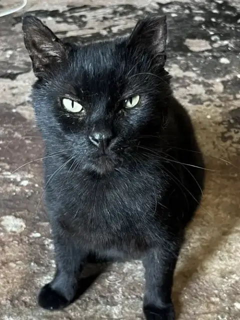 Yogi photo 5