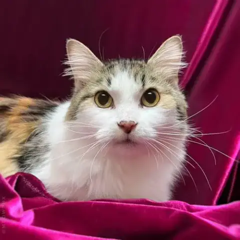 Pixie Velvetpaws photo 3