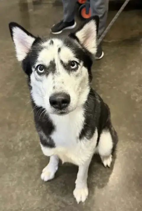 Nova