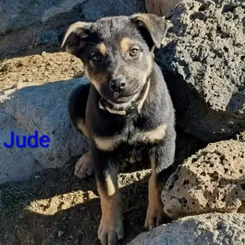 Jude photo 3
